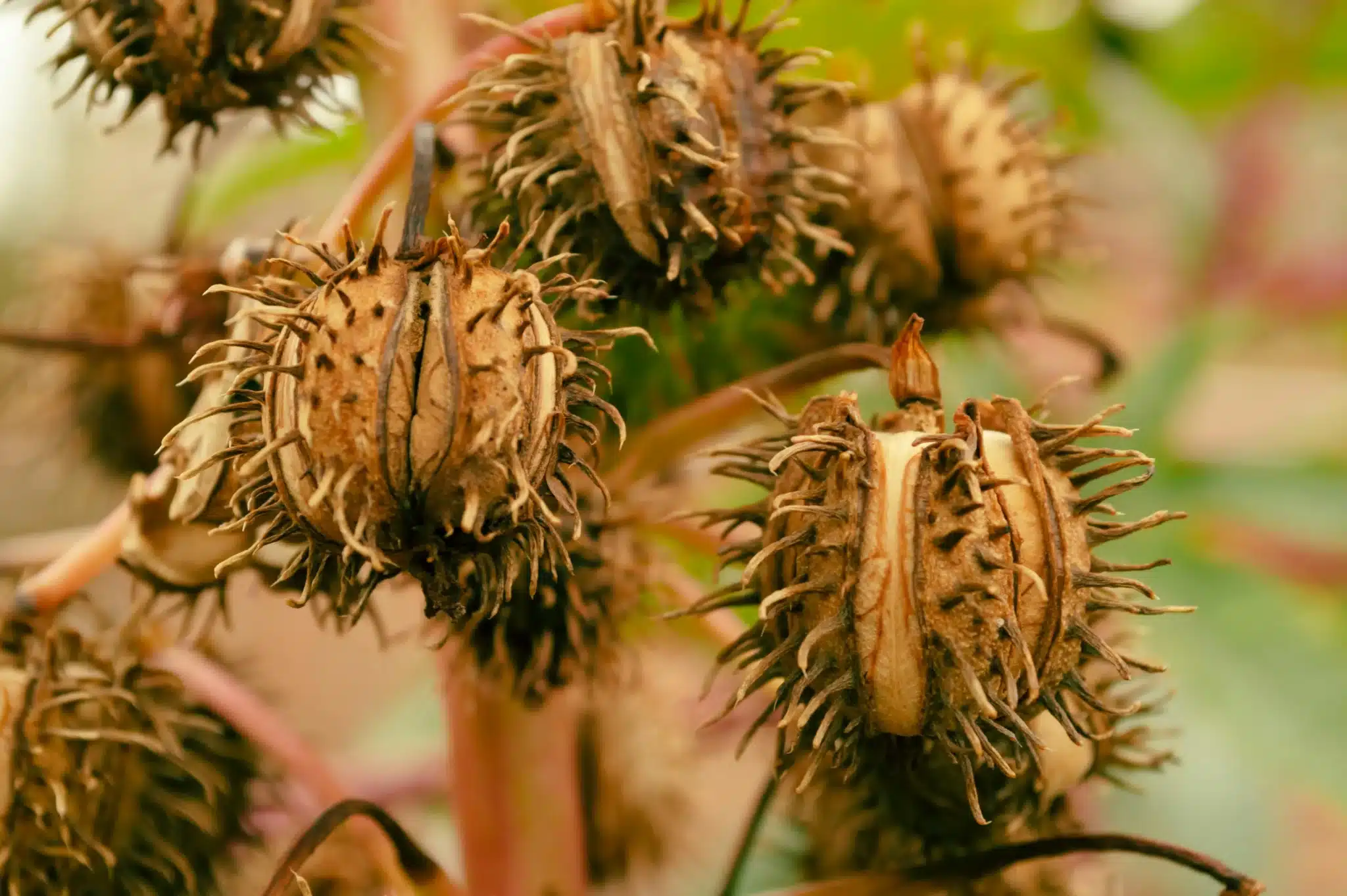 蓖麻植株乾燥棘刺種莢特寫，內含蓖麻籽與潛在的 ricin 毒素