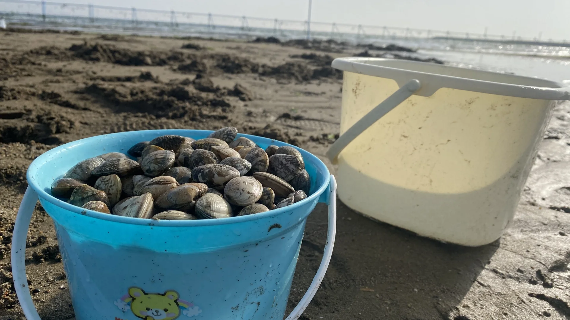 潮間帶沙地上，藍色水桶裝滿剛挖起來的蛤蜊