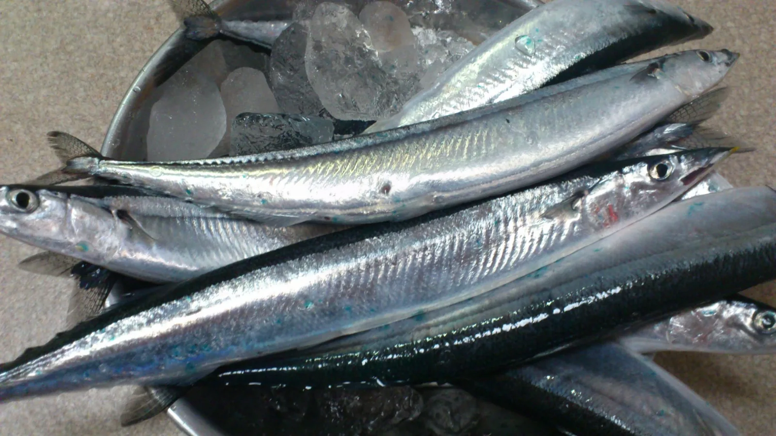 新鮮秋刀魚特寫，魚眼明亮飽滿、魚身銀亮硬挺，是挑選新鮮度的重點