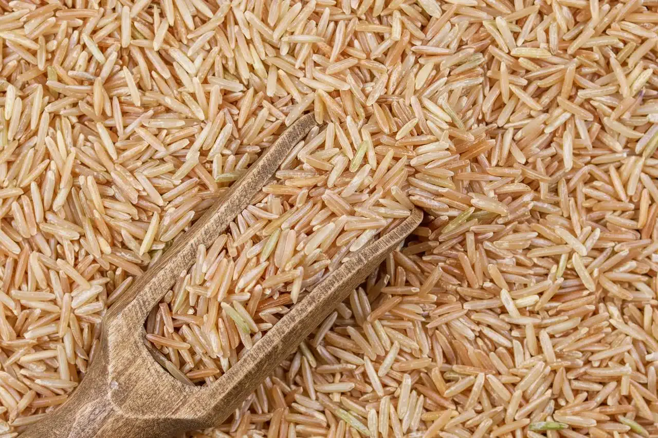 木勺舀起未炒製的糙米粒特寫，玄米茶的原料就是糙米
