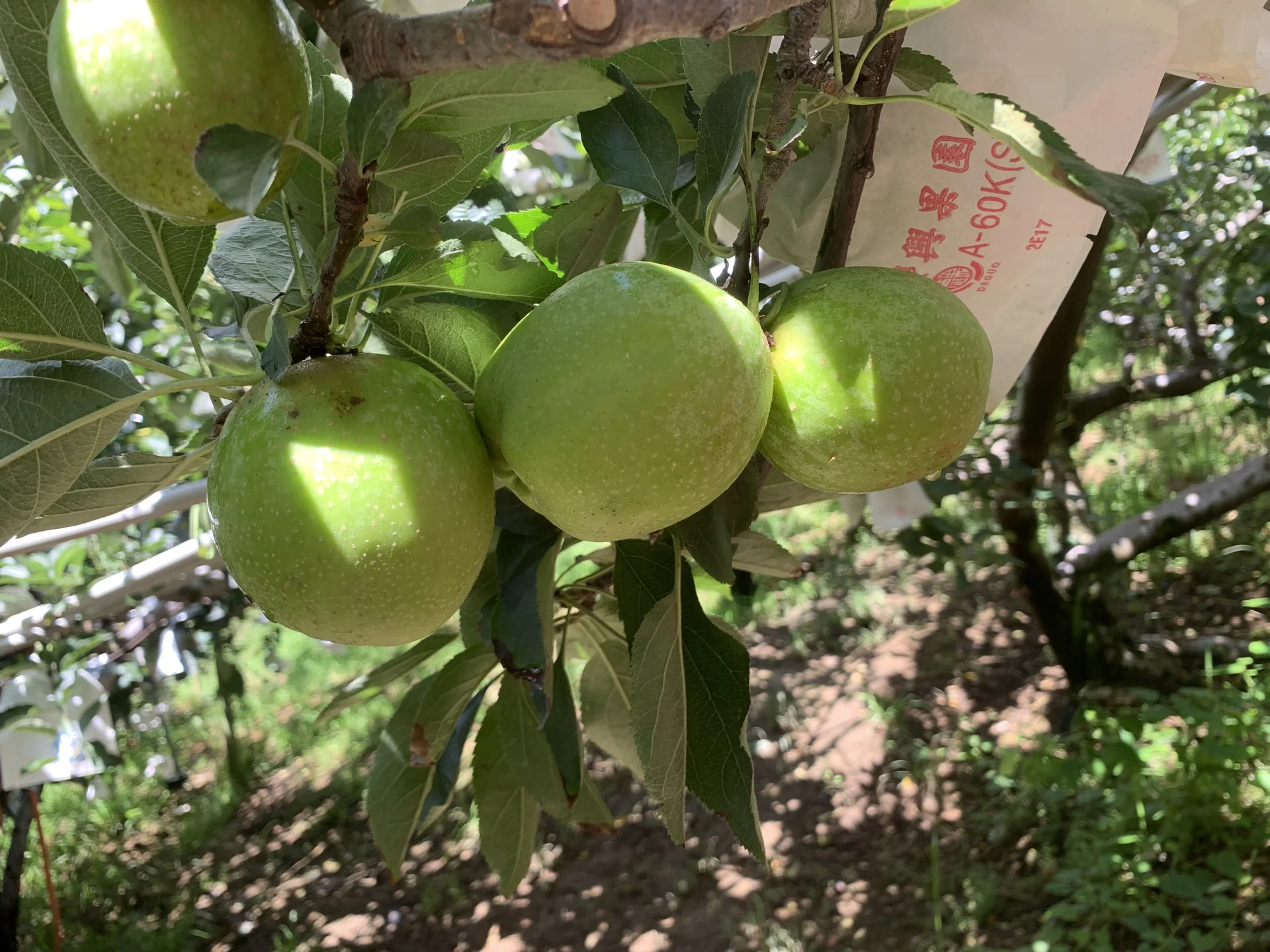 枝頭上的青龍蘋果與印有榮興果園字樣的套袋紙袋