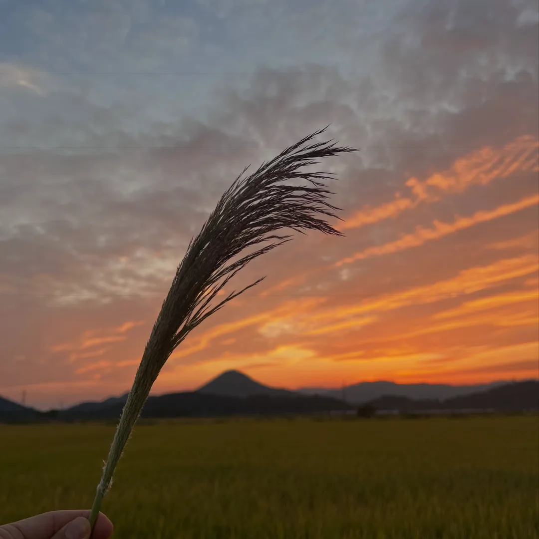 順天的蘆葦與夕陽