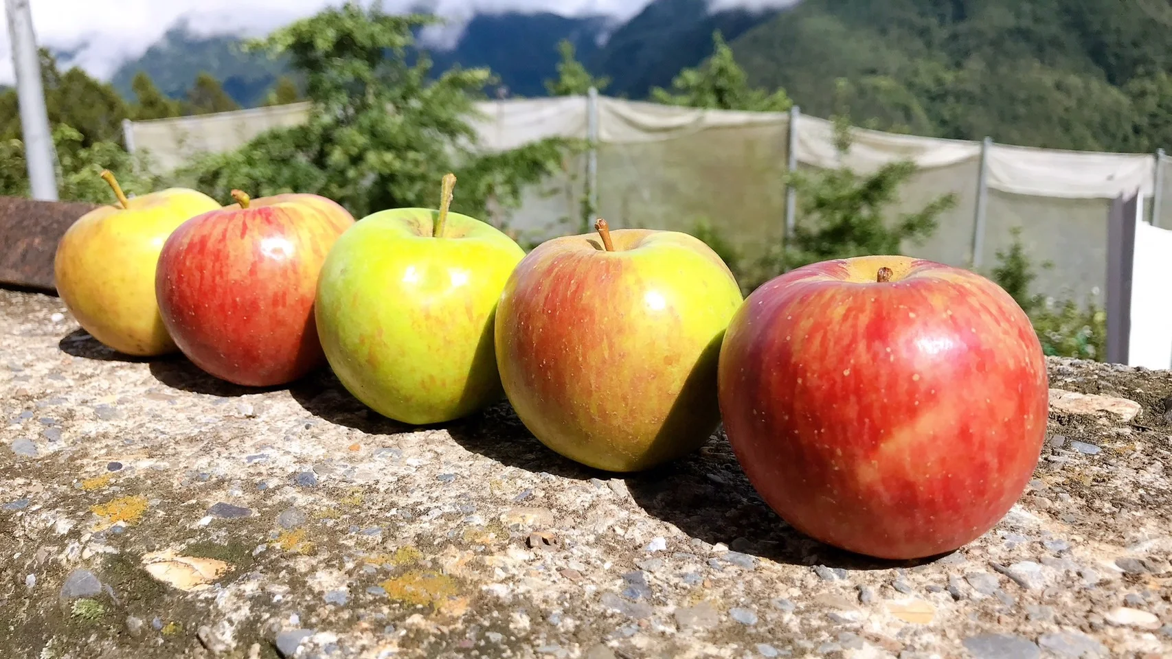 石牆上排著五顆顏色深淺不同的梨山蜜蘋果,背景是山