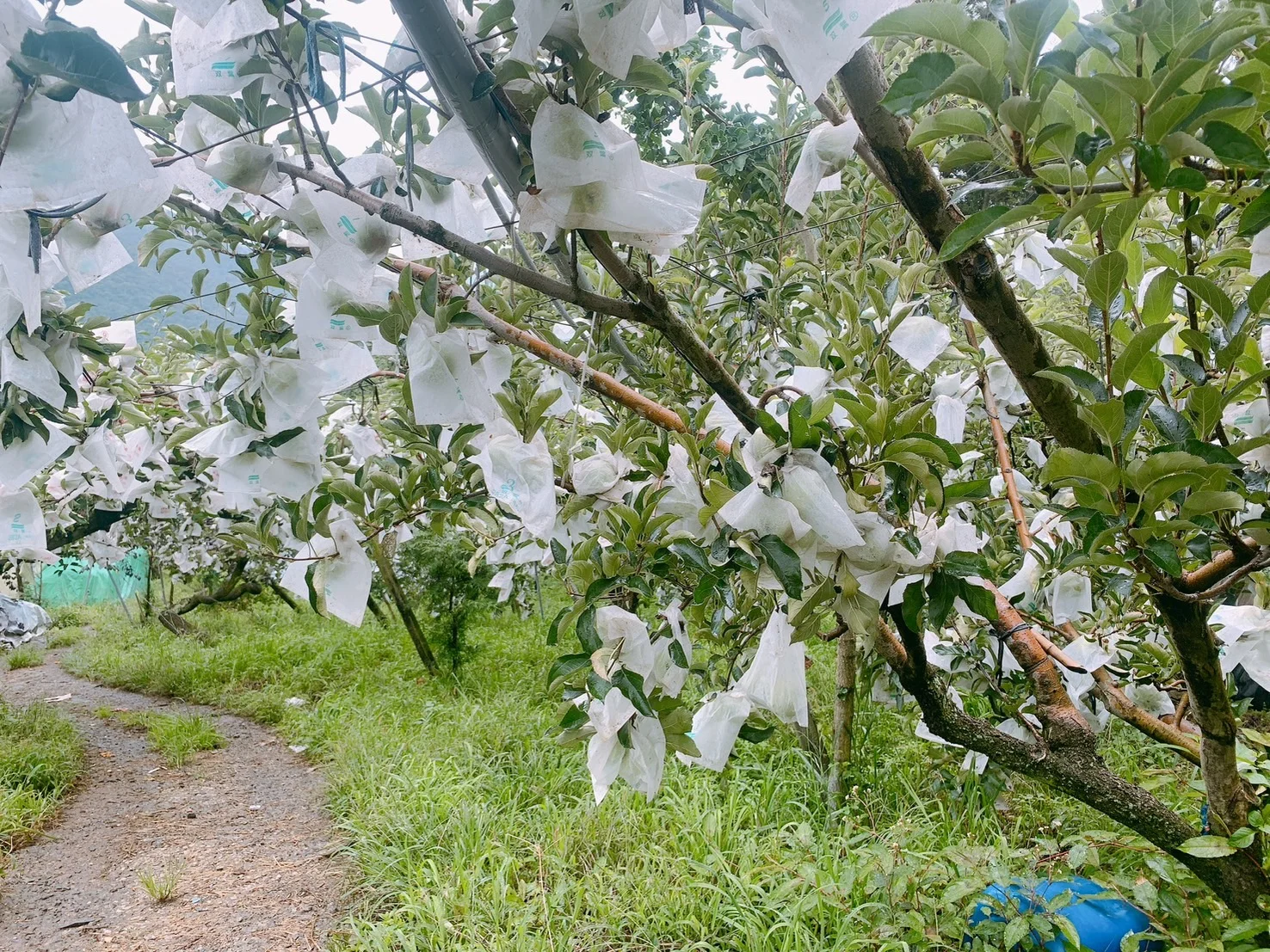 吳燦煌|梨山蜜蘋果 - 惠:圖片 3