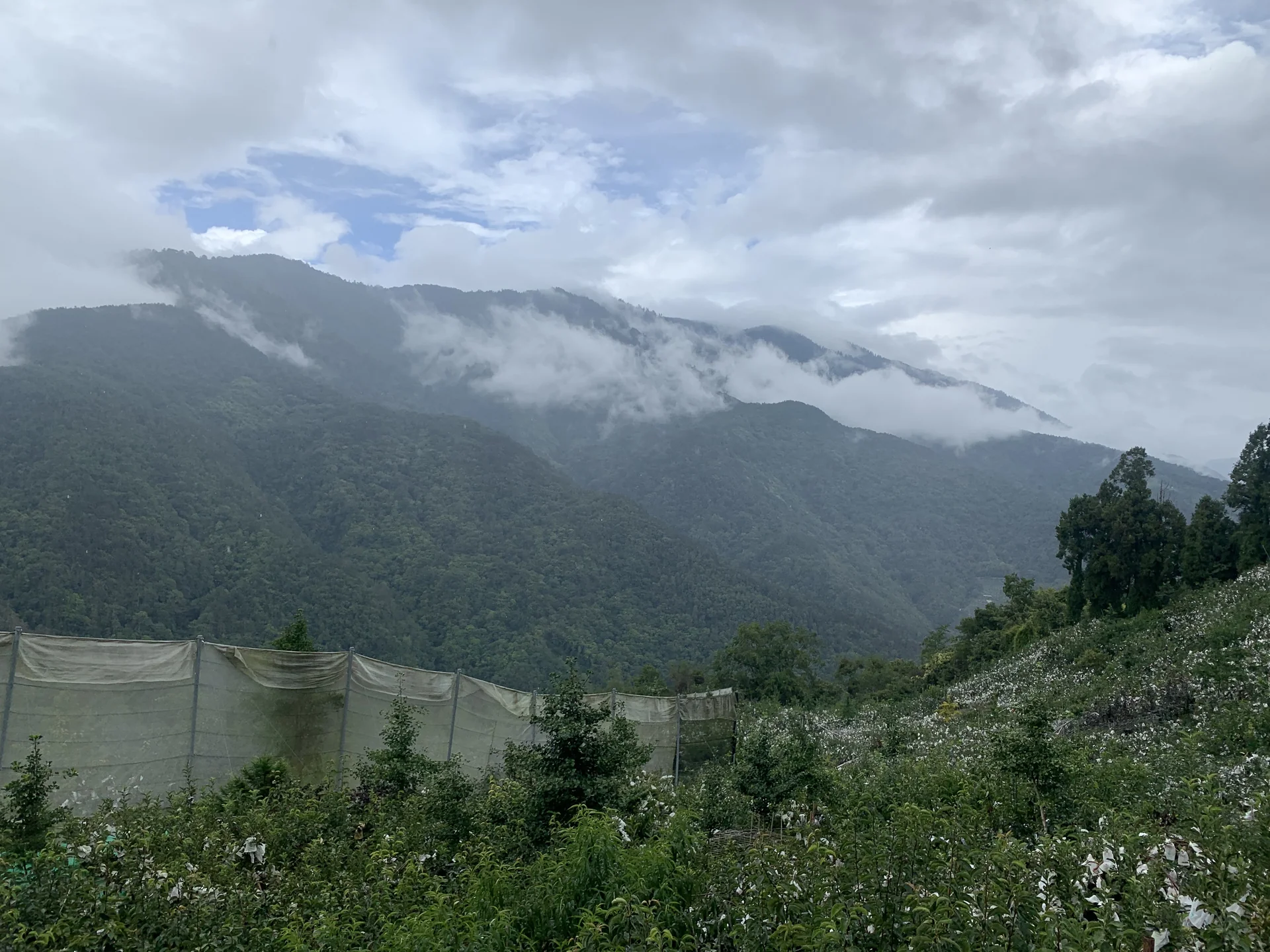 梨山雲霧繚繞的山谷,下方是榮興果園的網室