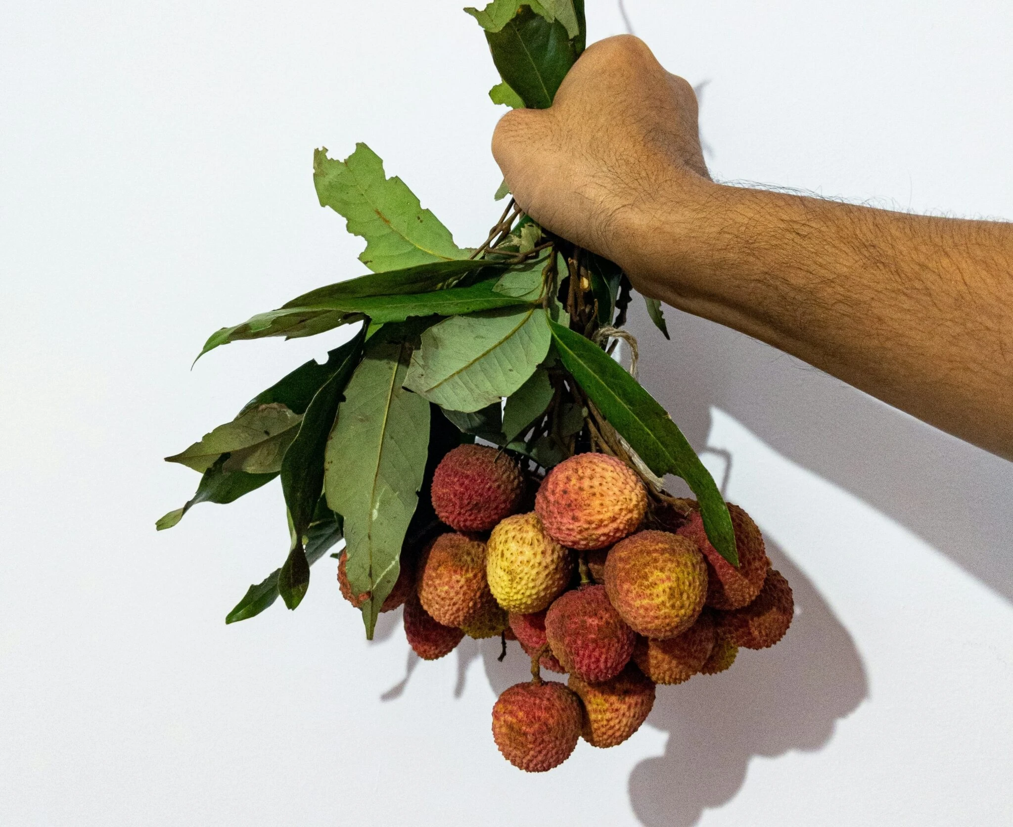 紅潤新鮮荔枝特寫，外殼仍帶綠意