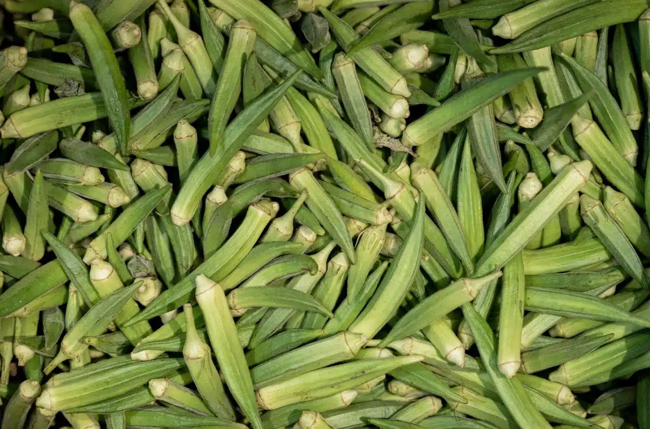 一堆新鮮綠秋葵豆莢，秋葵熱量低、含水溶性膳食纖維與多種維生素