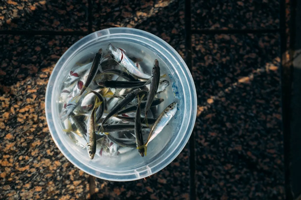 容器裡剛捕撈上來、細小銀白的小魚，吻仔魚就是這類小型魚的稚魚