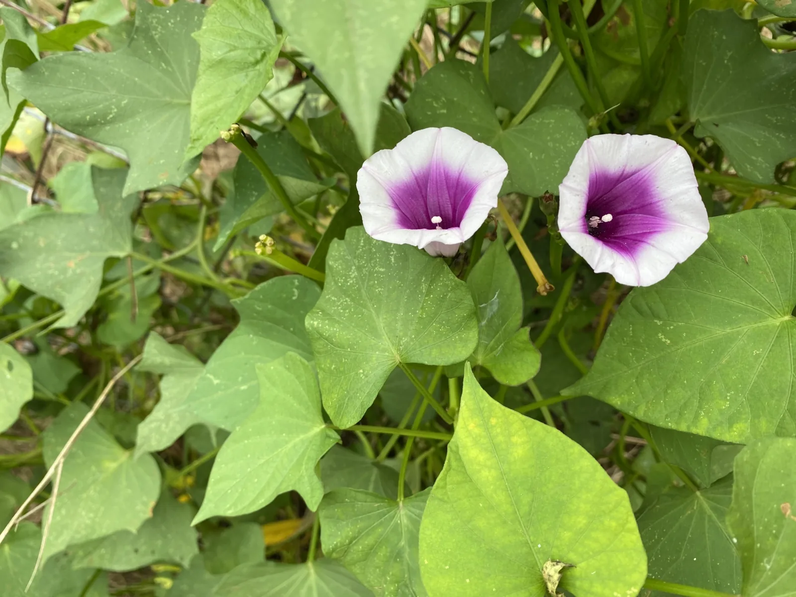 地瓜藤蔓開出的淡紫色喇叭狀花朵，地瓜與牽牛花同為旋花科植物