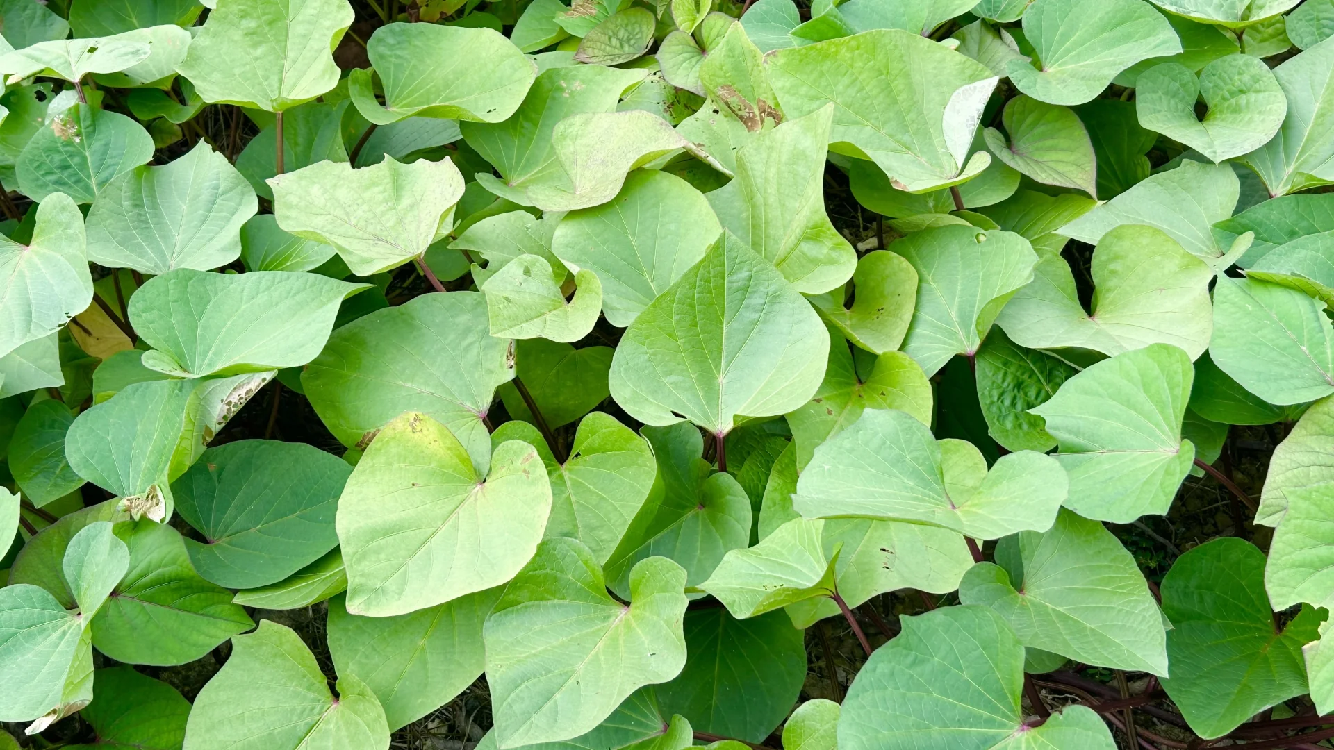 田裡翠綠飽滿的地瓜葉，葉片呈心形