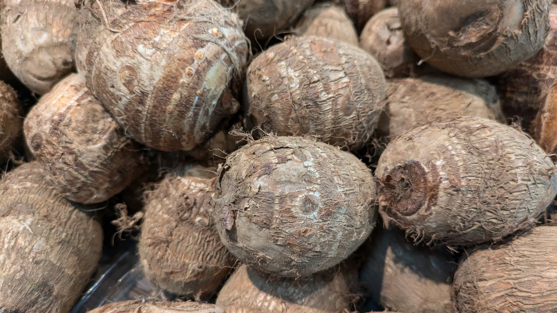 一堆帶皮的新鮮芋頭，表面有褐色纖維與明顯環節紋路，是台灣秋冬產季常見的樣子