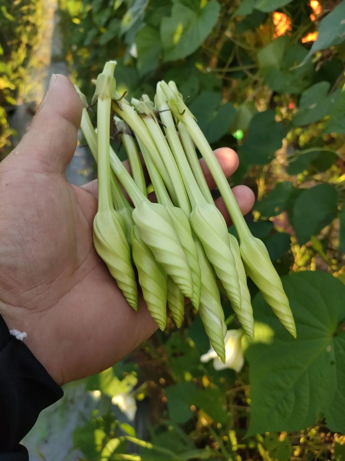 文晴農場夕顏花 清晨現採手持花苞