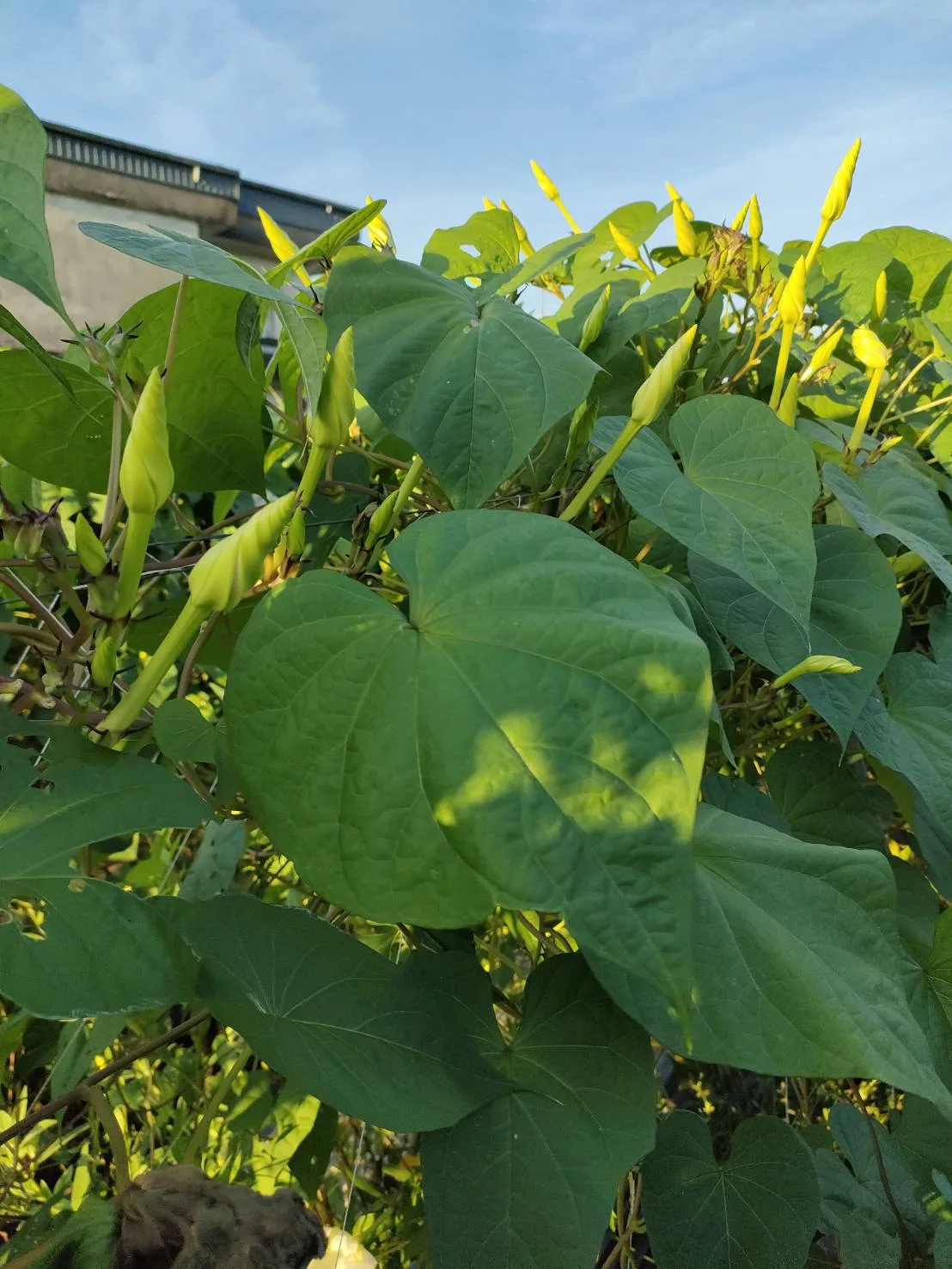 田間棚架上的夕顏花植株，心形葉與淡綠色的螺旋花苞，傍晚才會綻放