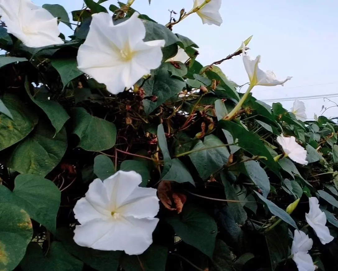 傍晚綻放的夕顏花白花
