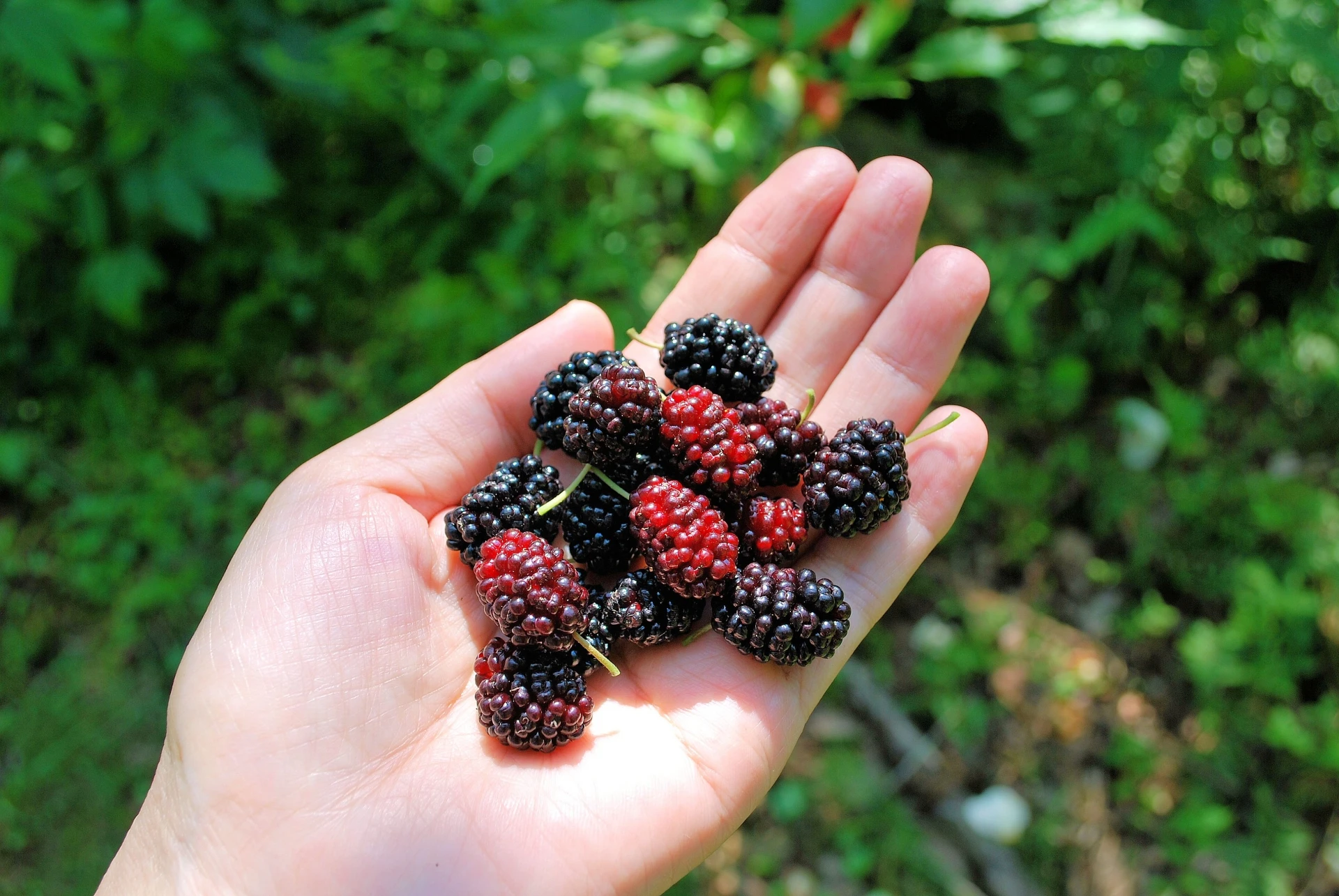 新鮮桑椹果粒特寫