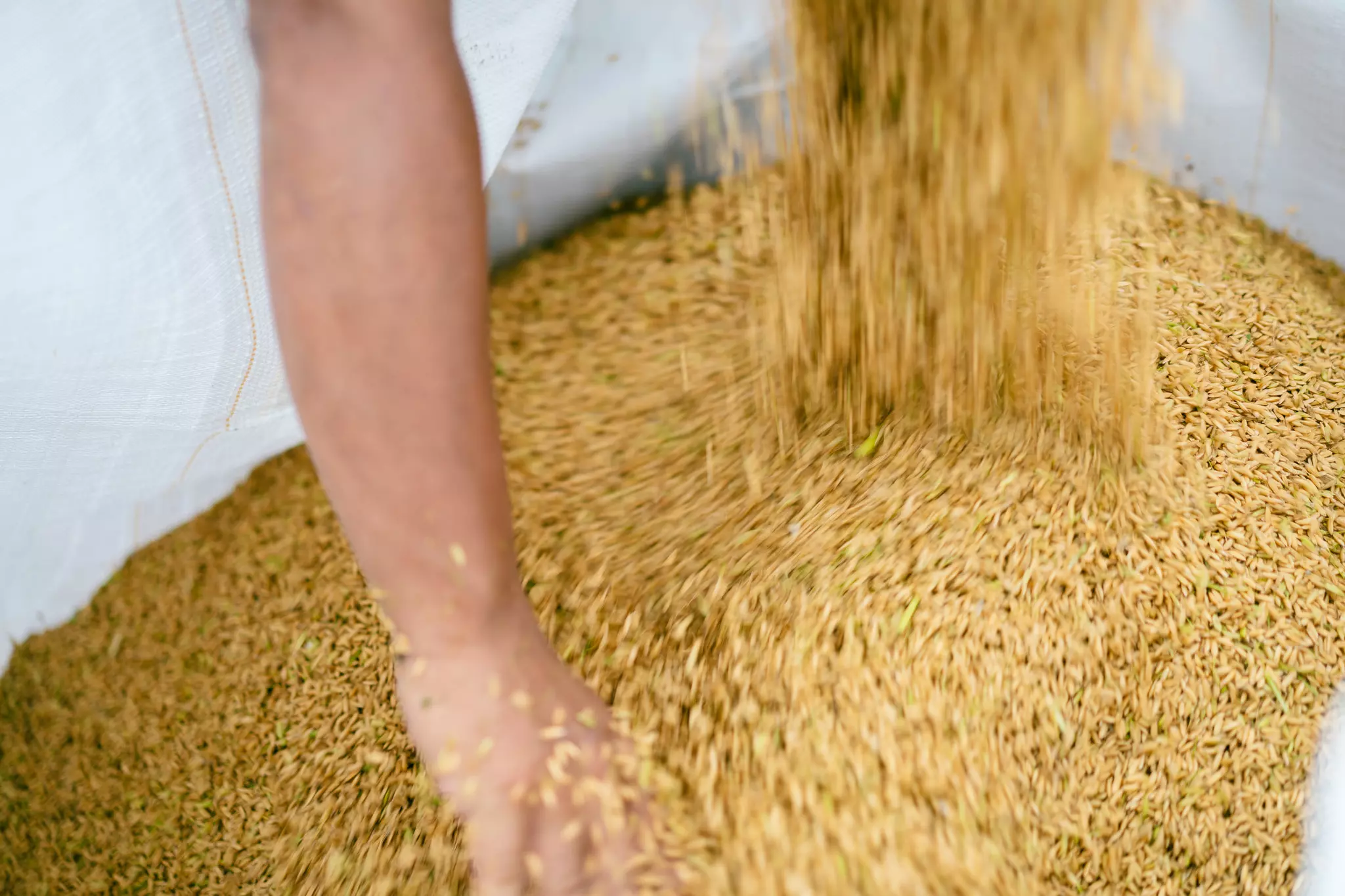 青松米田區收割實景