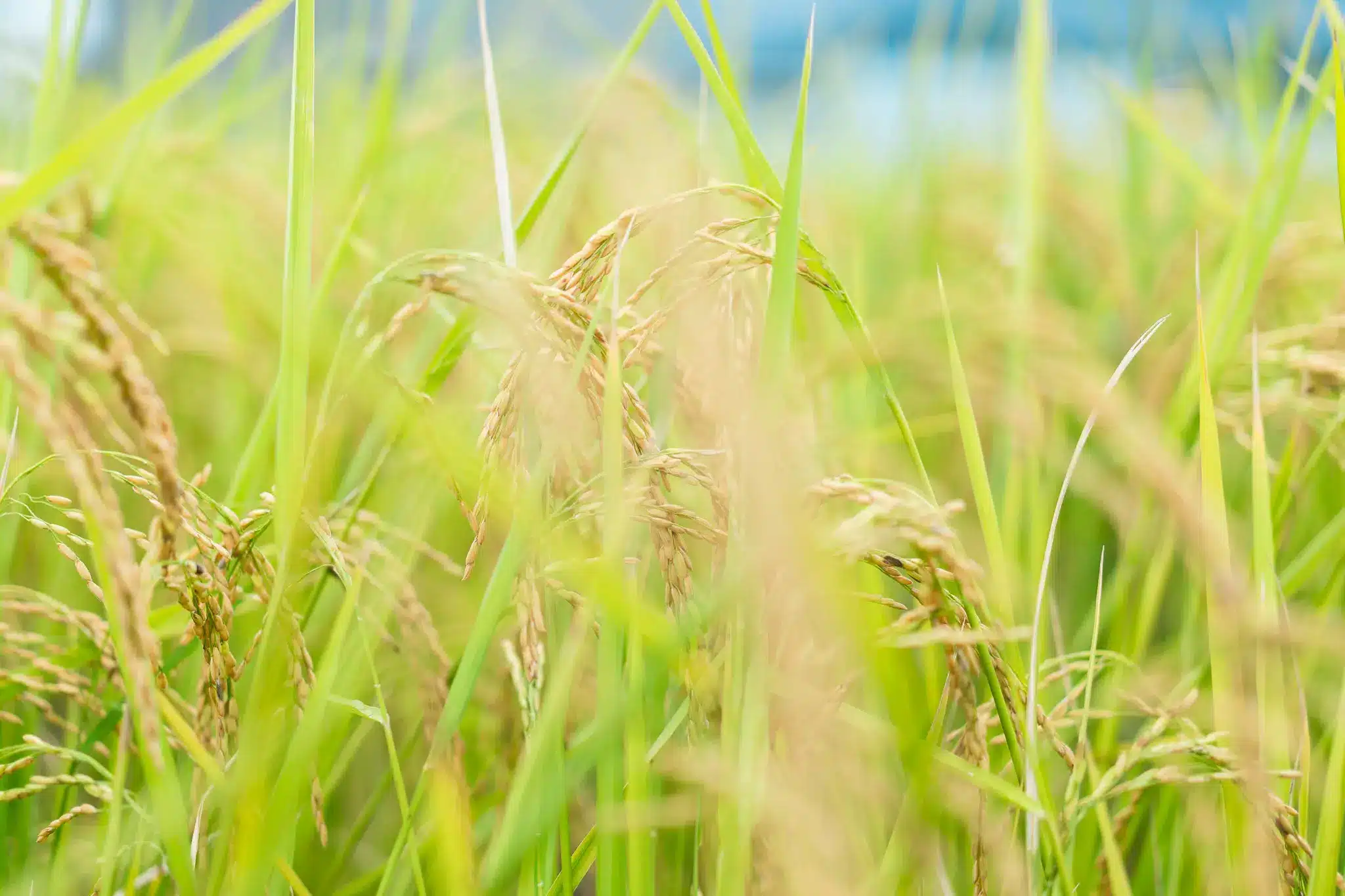 不使用農藥的友善耕作稻田景觀