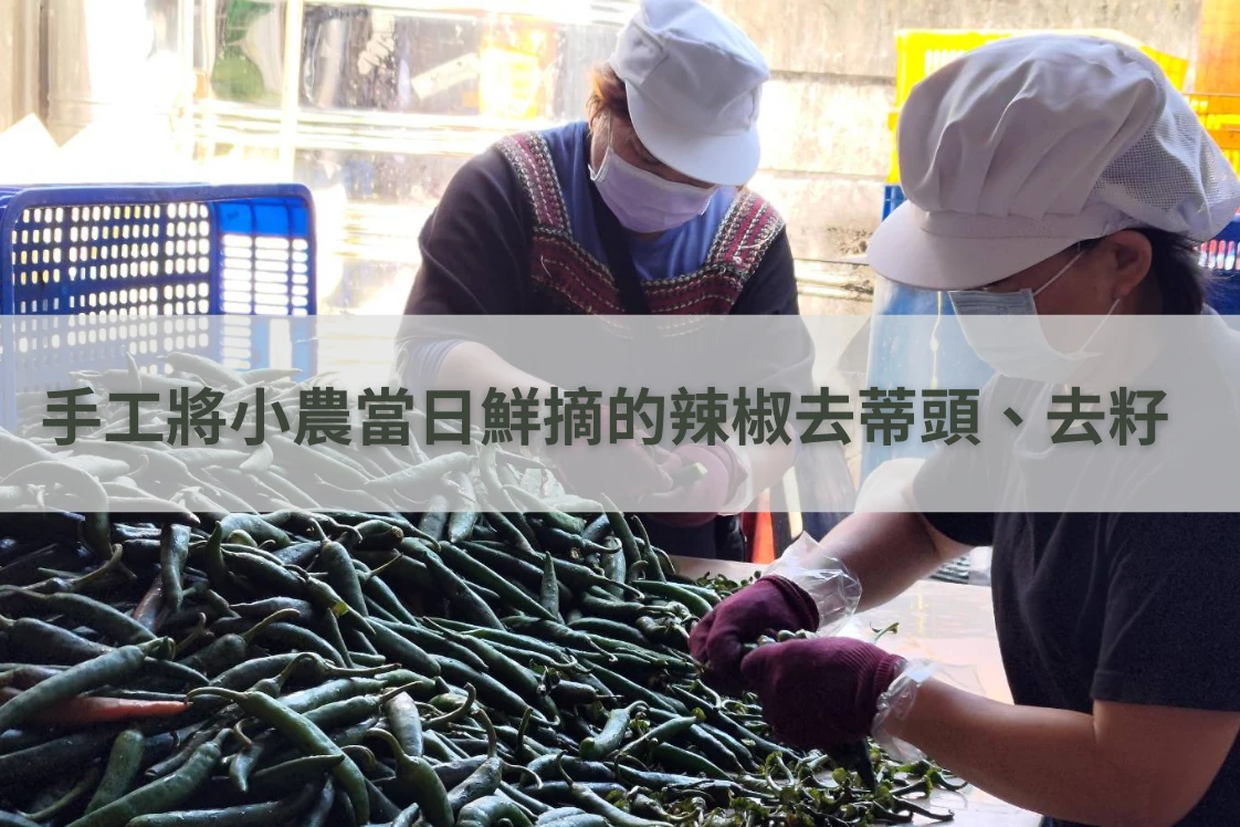 工人手工將新鮮採摘的辣椒去蒂頭