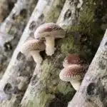 【季節限定】有機段木鮮香菇4盒