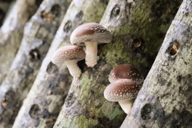 【季節限定】有機段木鮮香菇