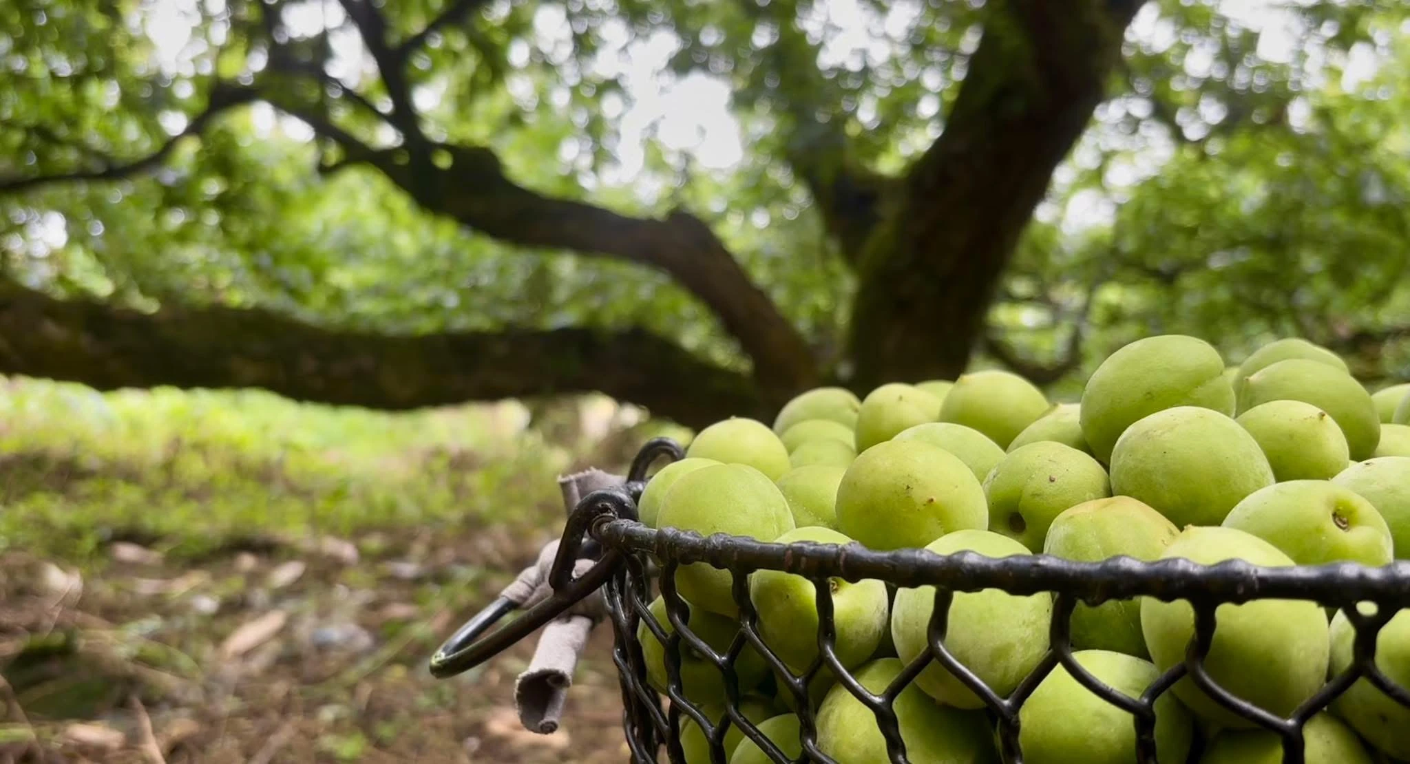 天御梅製所活釀梅子醋