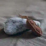 觀織在｜好事會花生