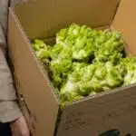 【季節限定】高山翡翠娃娃菜