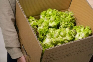 【季節限定】高山翡翠娃娃菜