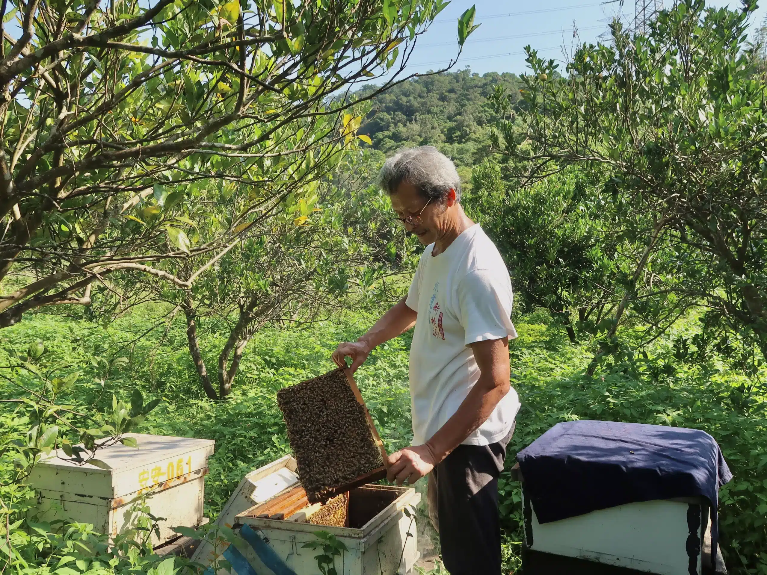 小農夥伴-安安農場