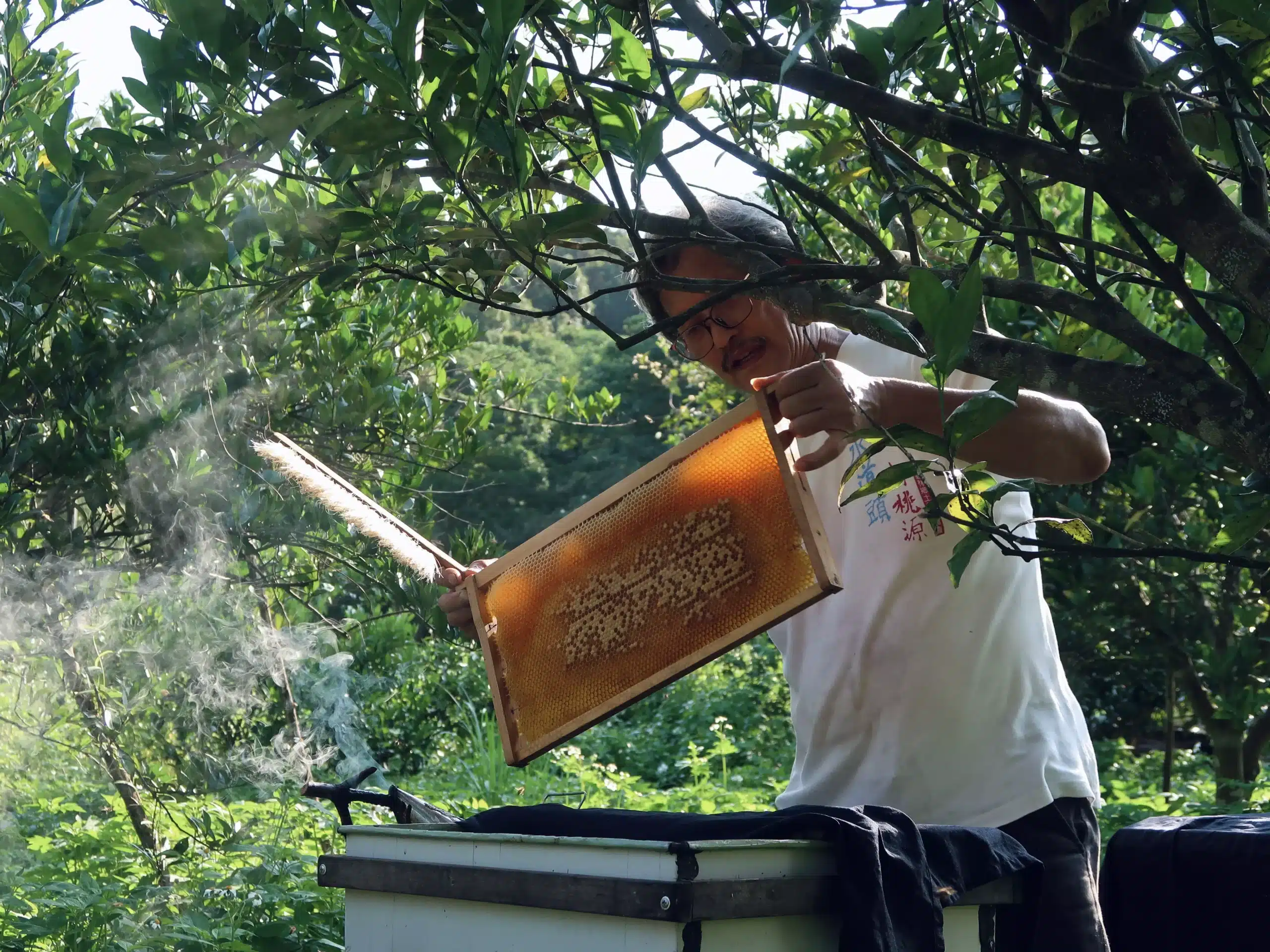 蜂農檢查蜂槽