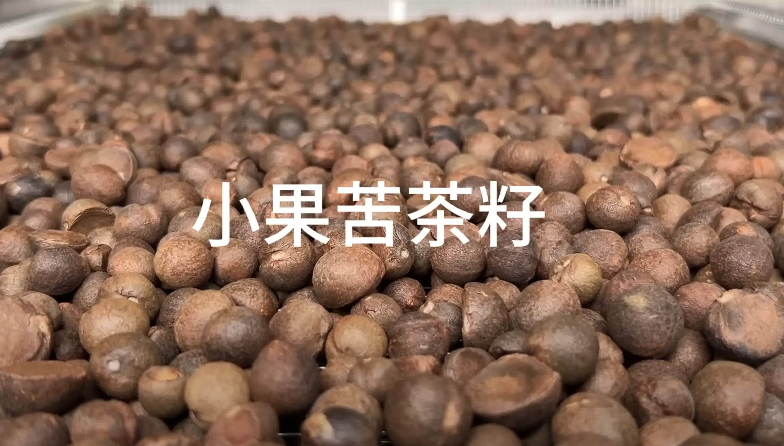 新鮮的小果苦茶籽