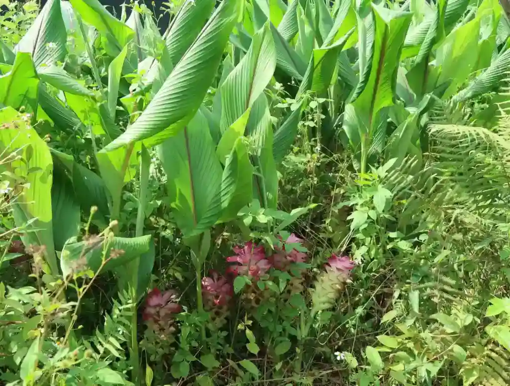 薑黃