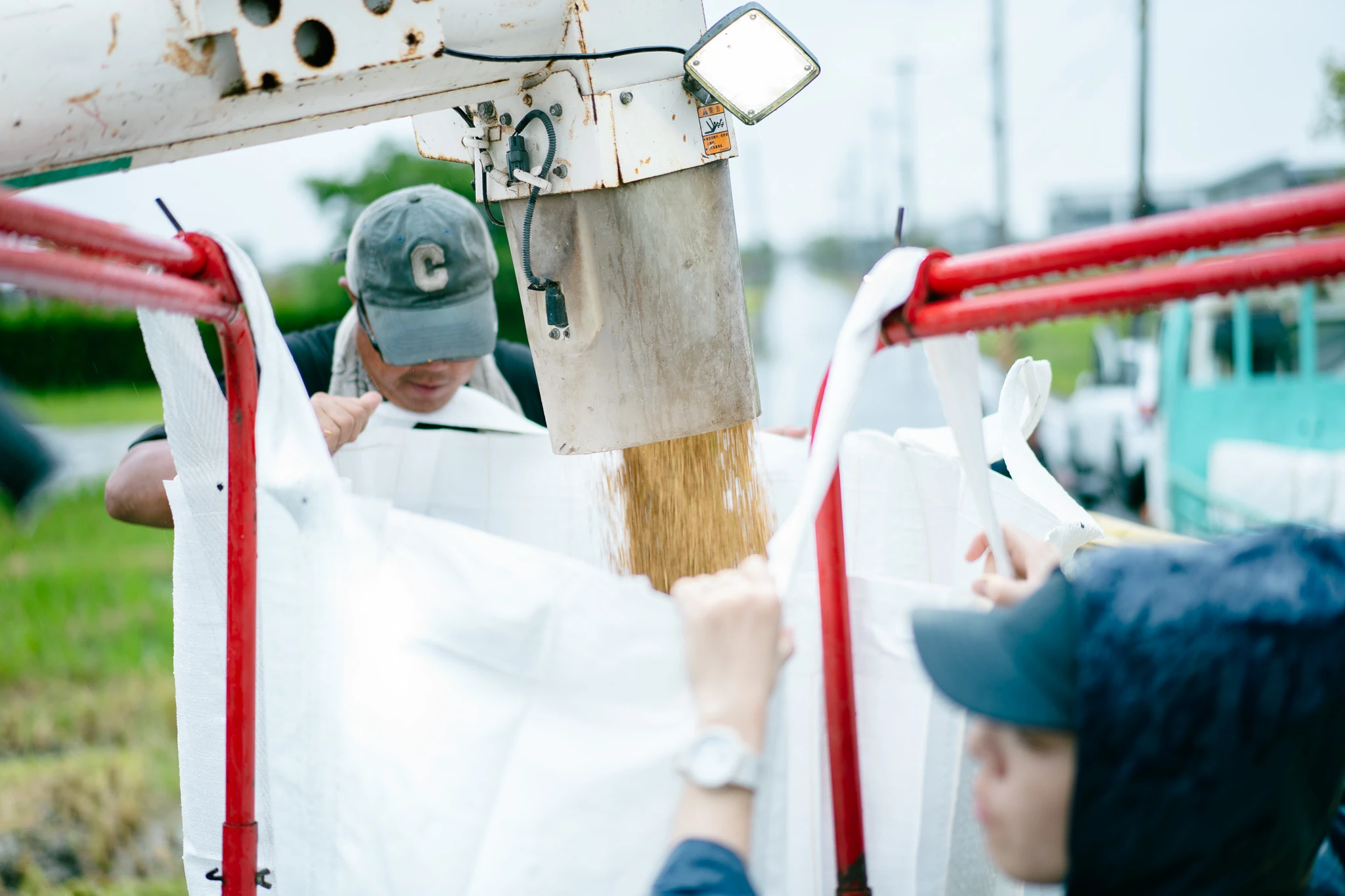 稻穀收割的田間畫面