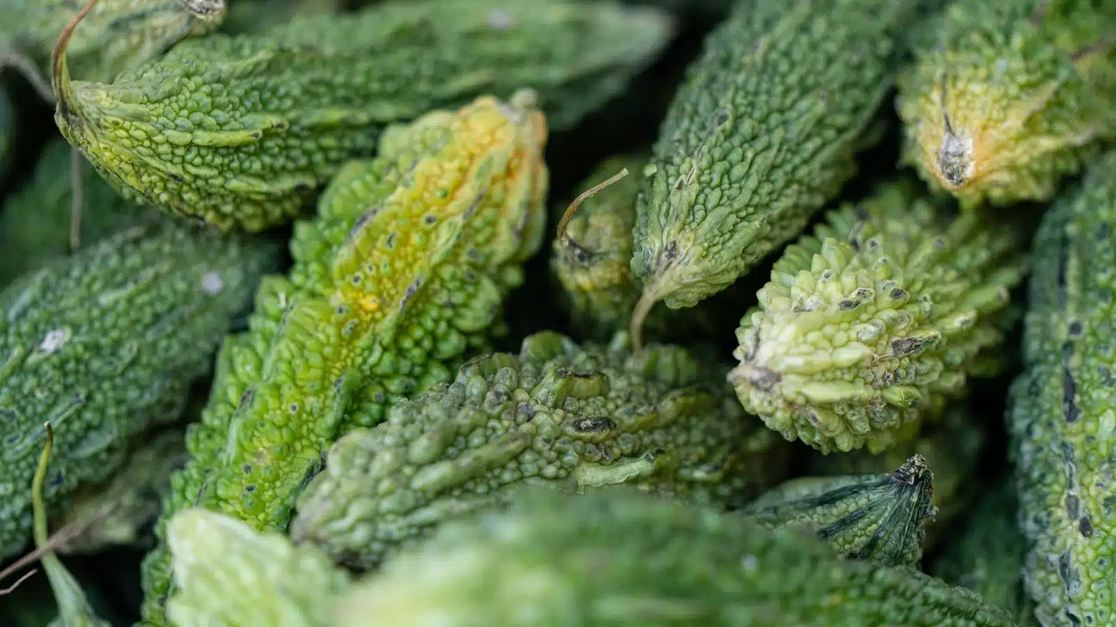 新鮮綠苦瓜近拍特寫，表面療瘀狀紋路清晰，是線維生素C豐富的夏季蔡菜