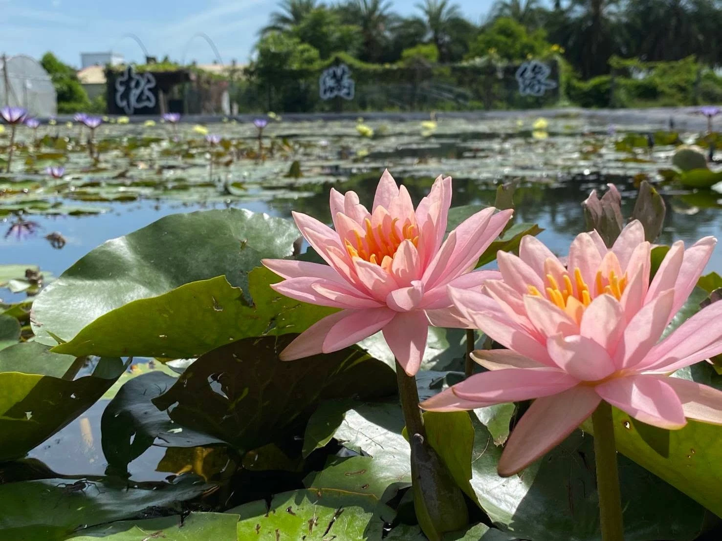 松滿緣蓮花池實景