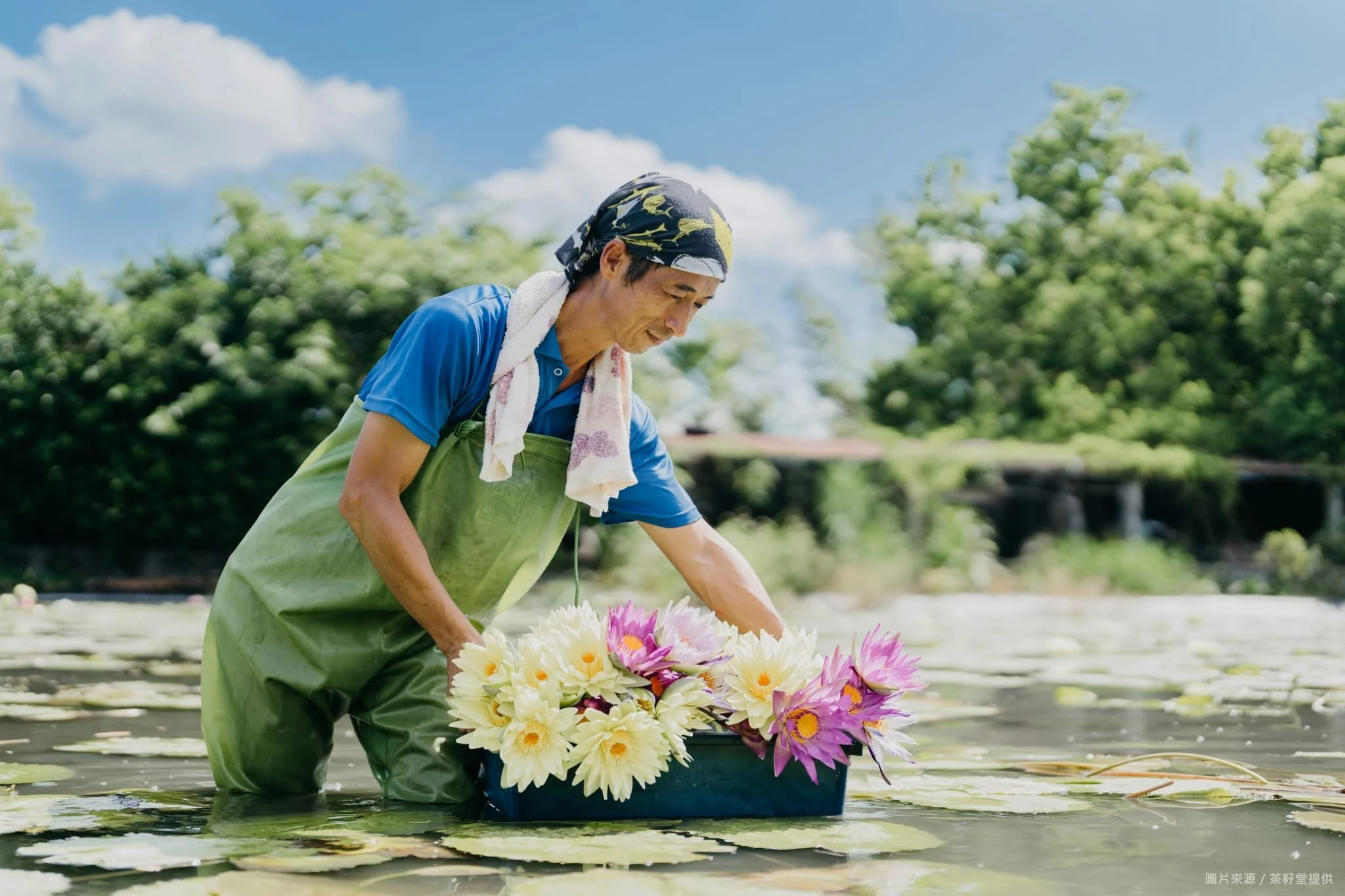 農夫在田裡採蓮花