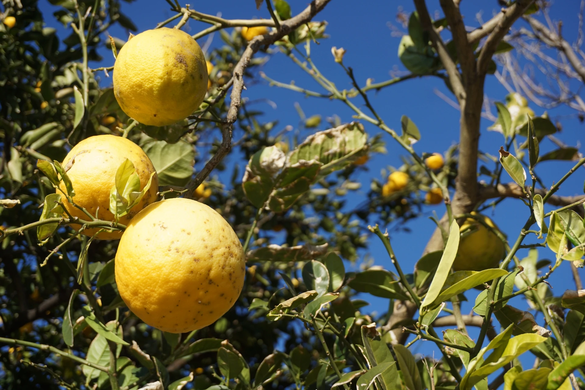 柚子醋的原料來自合作小農的柚子樹
