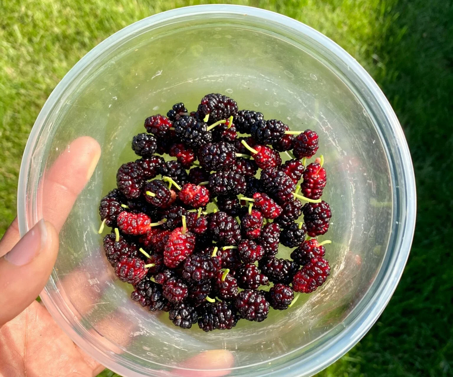 新鮮桑椹竹籃盛裝情境照