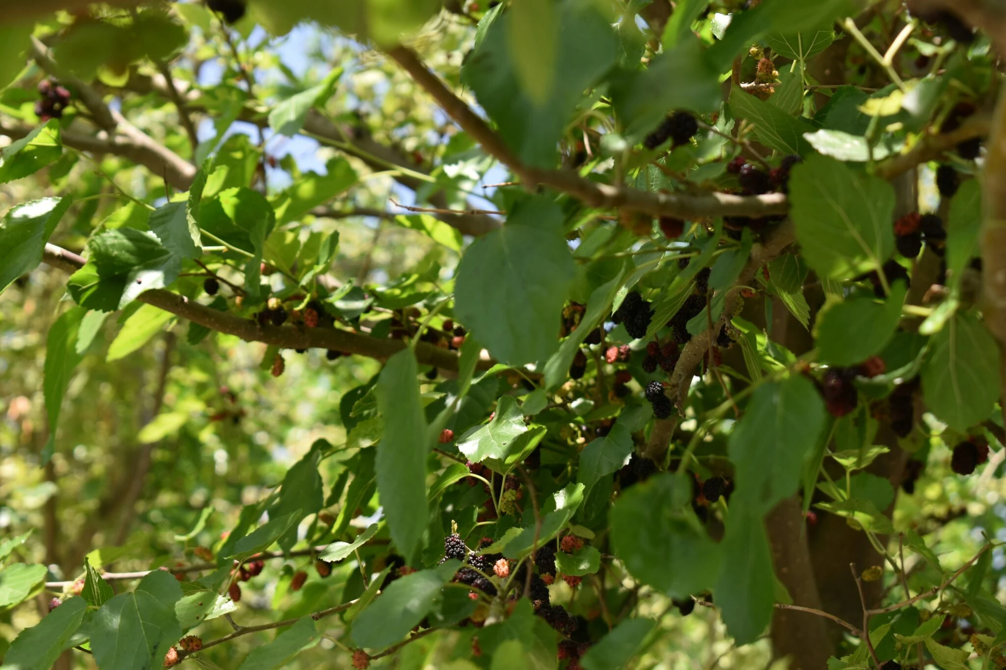 桑樹枝頭結滿桑椹