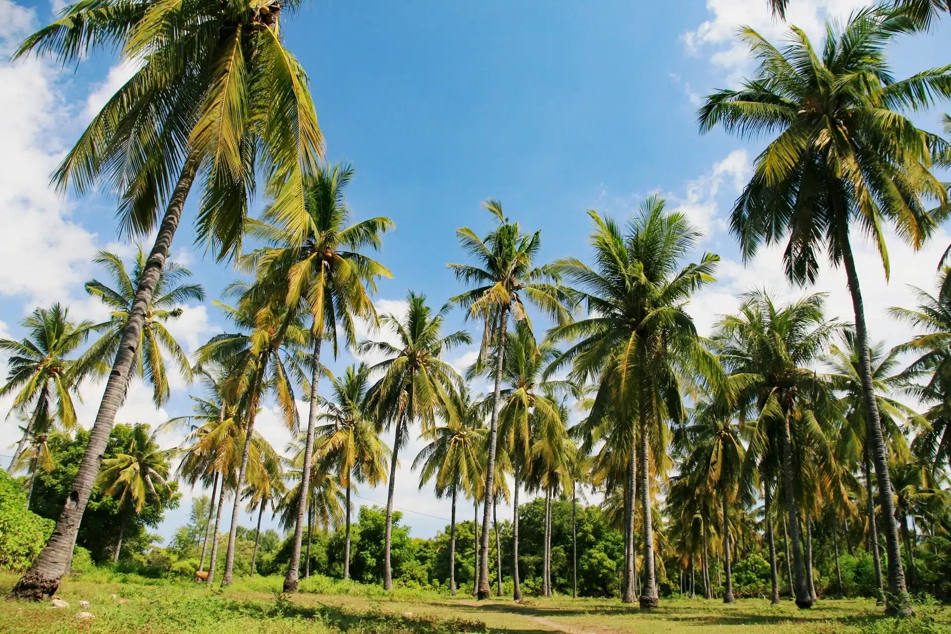 BIO PLANÈTE 品牌意象