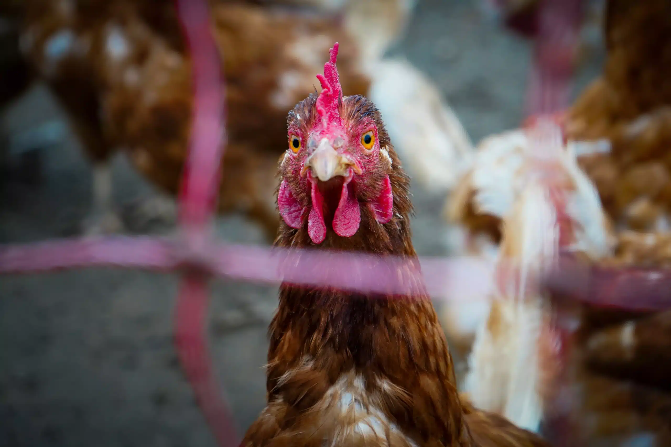 友善放養健康母雞