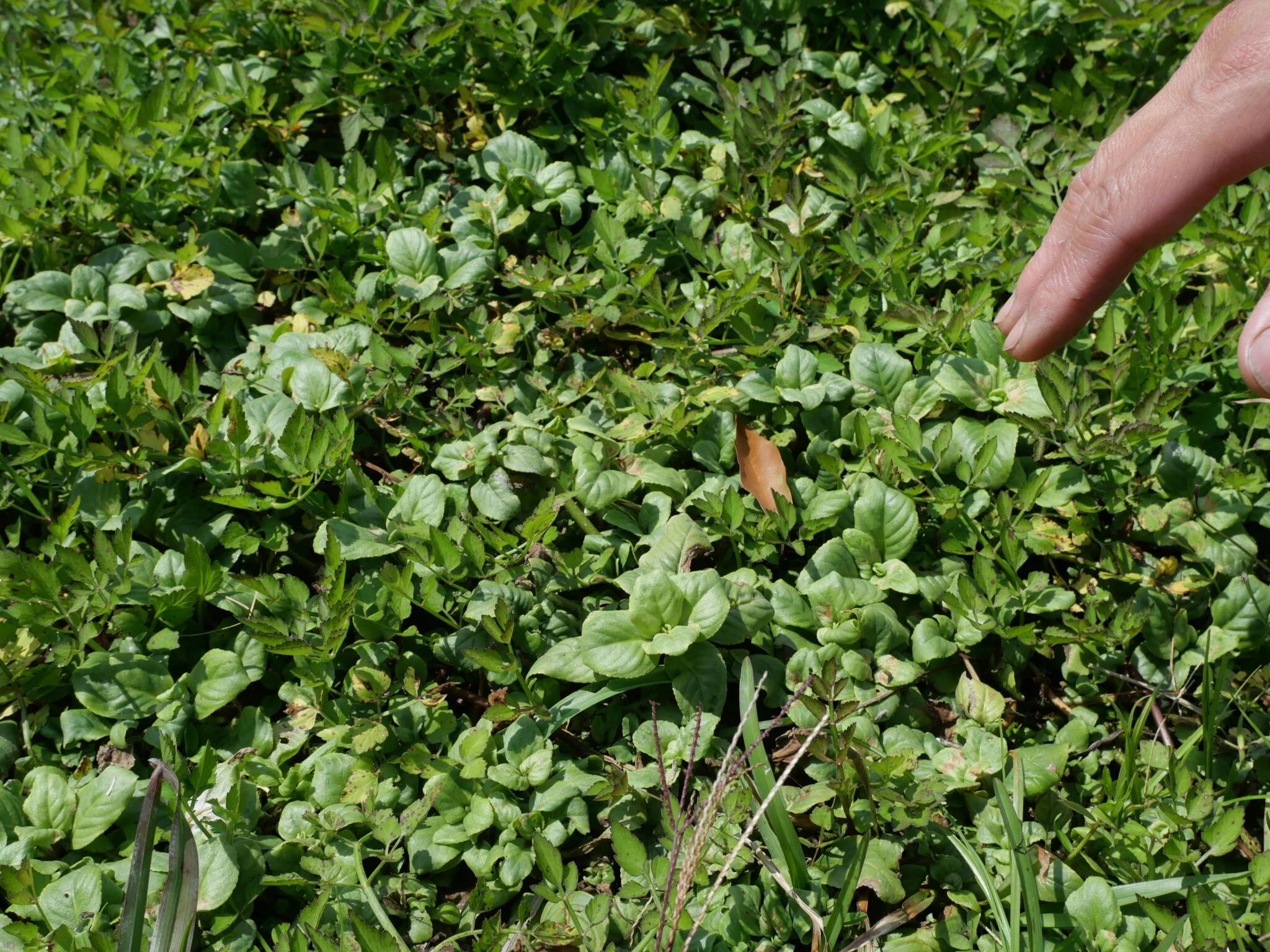 珍貴水池與動物