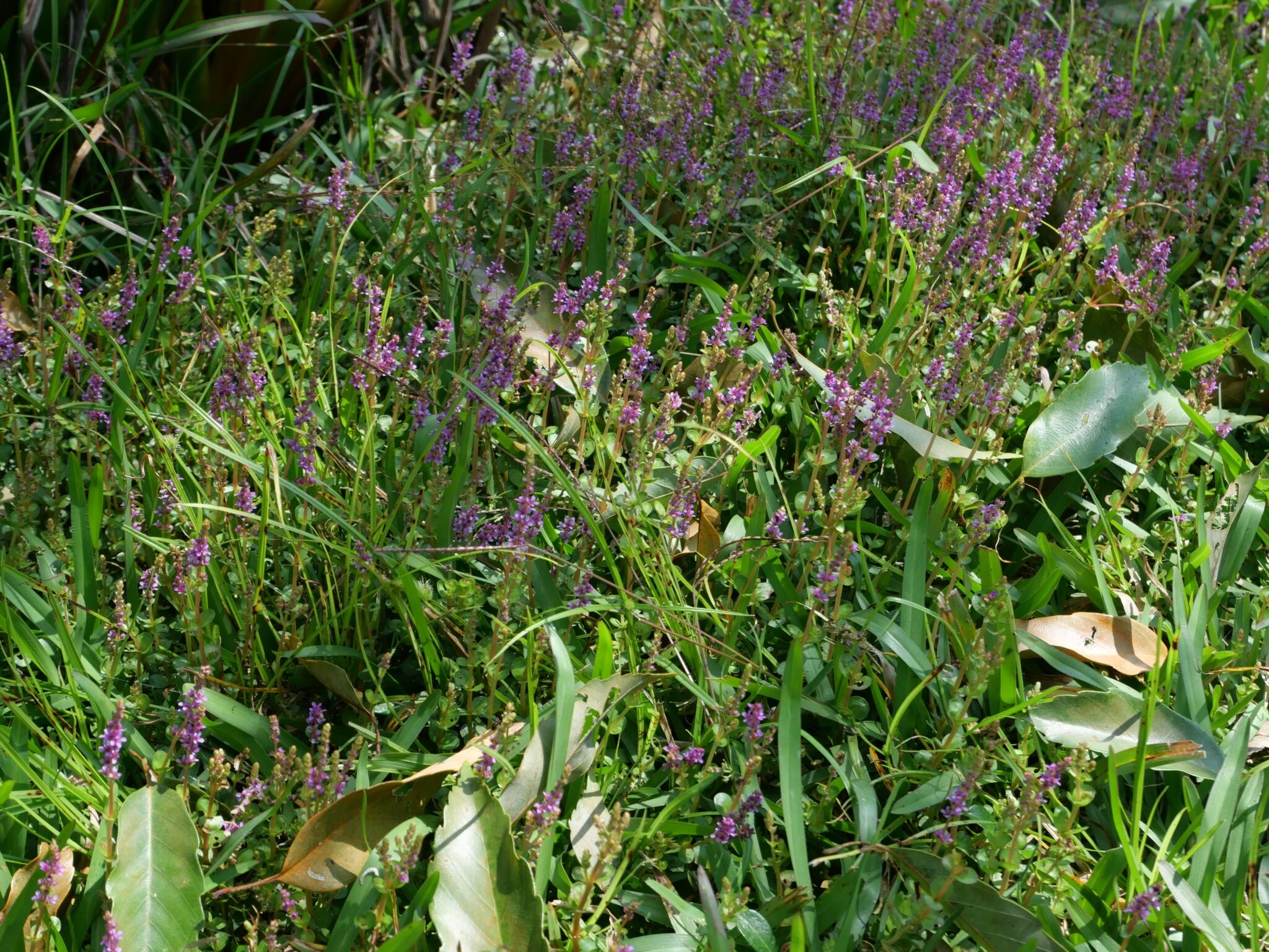 植物生態與橡實