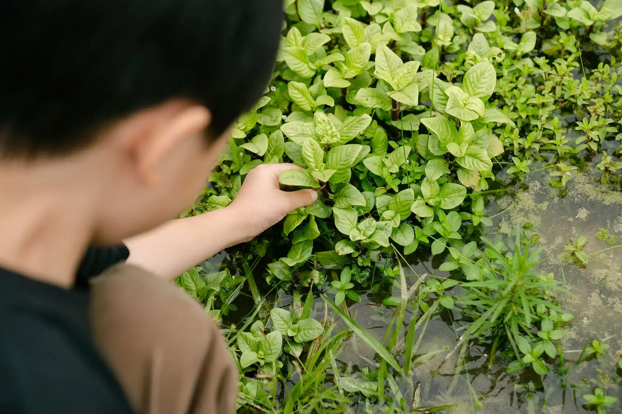 植物生態與橡實