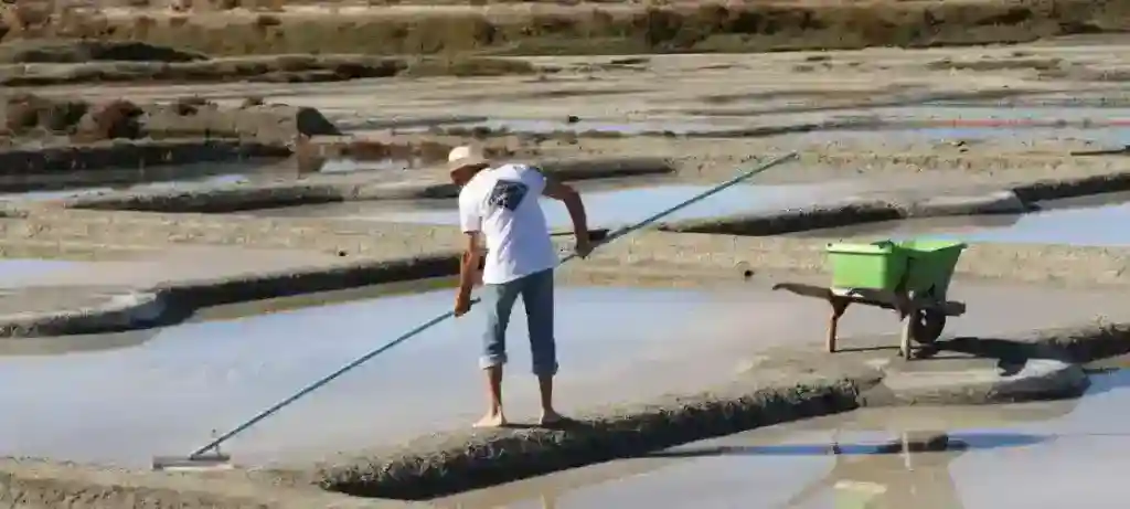灰海鹽