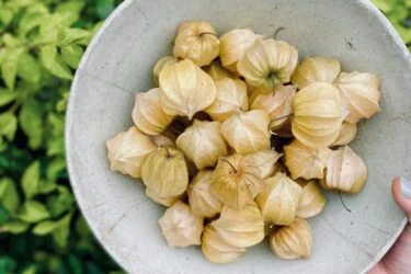 【季節限定】蔡大哥 燈龍果3盒