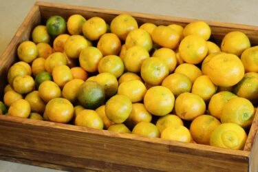 【季節限定】國姓鄉 砂糖橘15斤