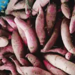 文晴有機農場｜紫心地瓜