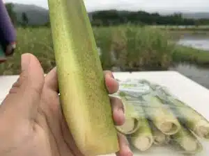 茭白筍1：勝美市集當令蔬果食材