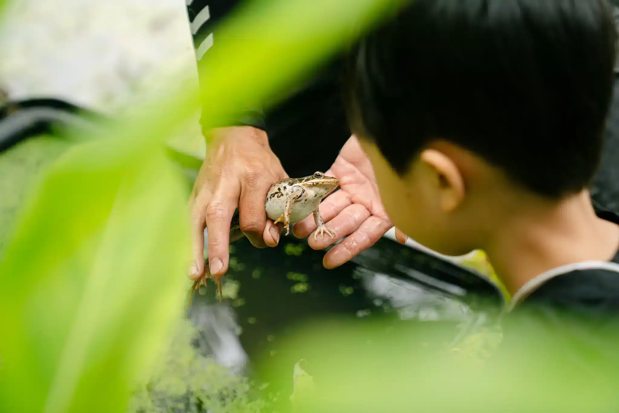 珍貴水池與動物